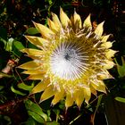 Kirstenbosch National Botanical Garden