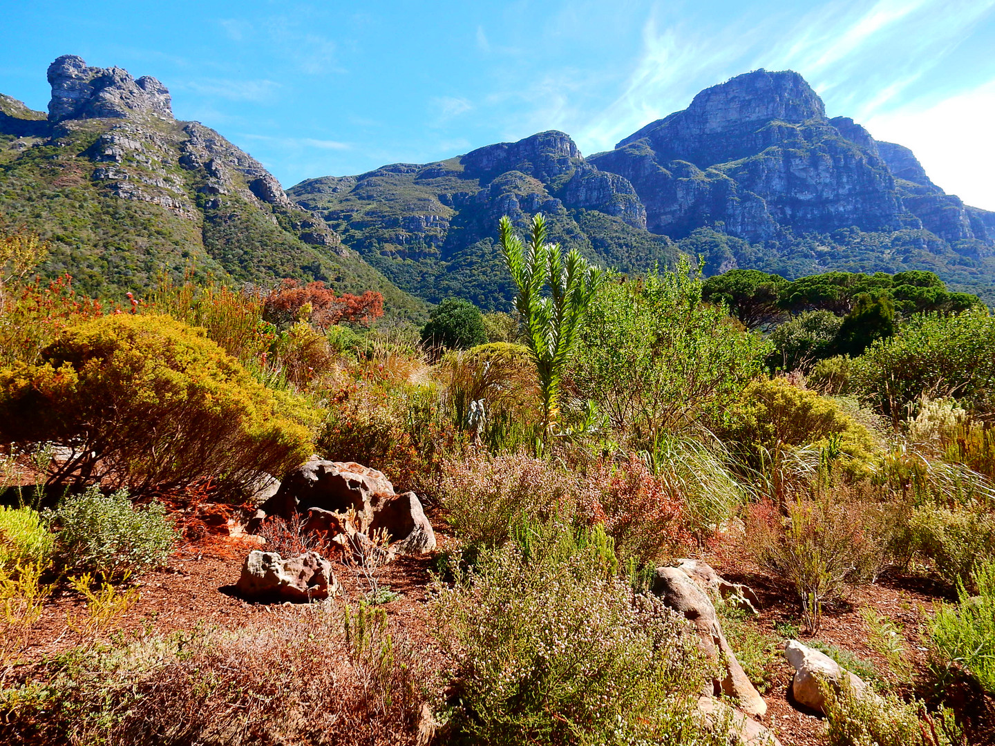 Kirstenbosch National Botanical Garden