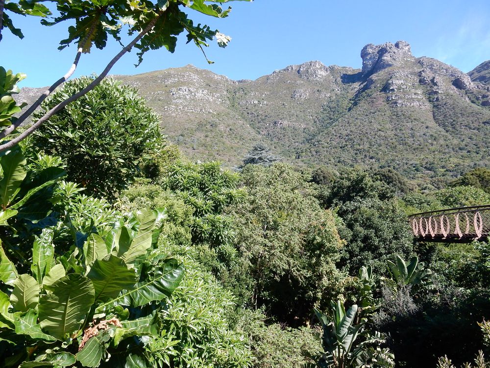 Kirstenbosch National Botanical Garden