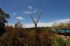 Kirstenbosch National Botanical Gardens 1