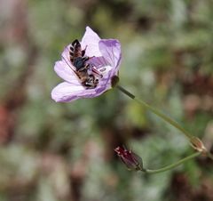 Kirstenbosch National Botanical Gardens 10