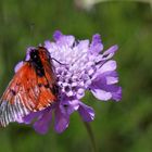 Kirstenbosch National Botanical Gardens 11