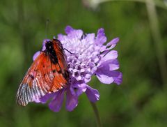 Kirstenbosch National Botanical Gardens 11