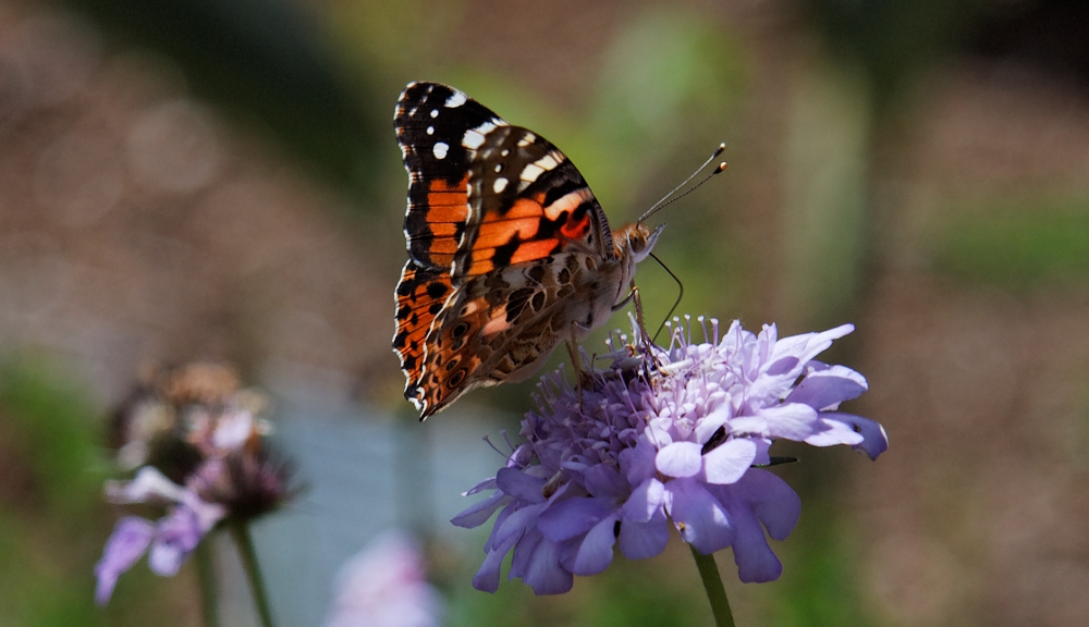 Kirstenbosch National Botanical Gardens 12