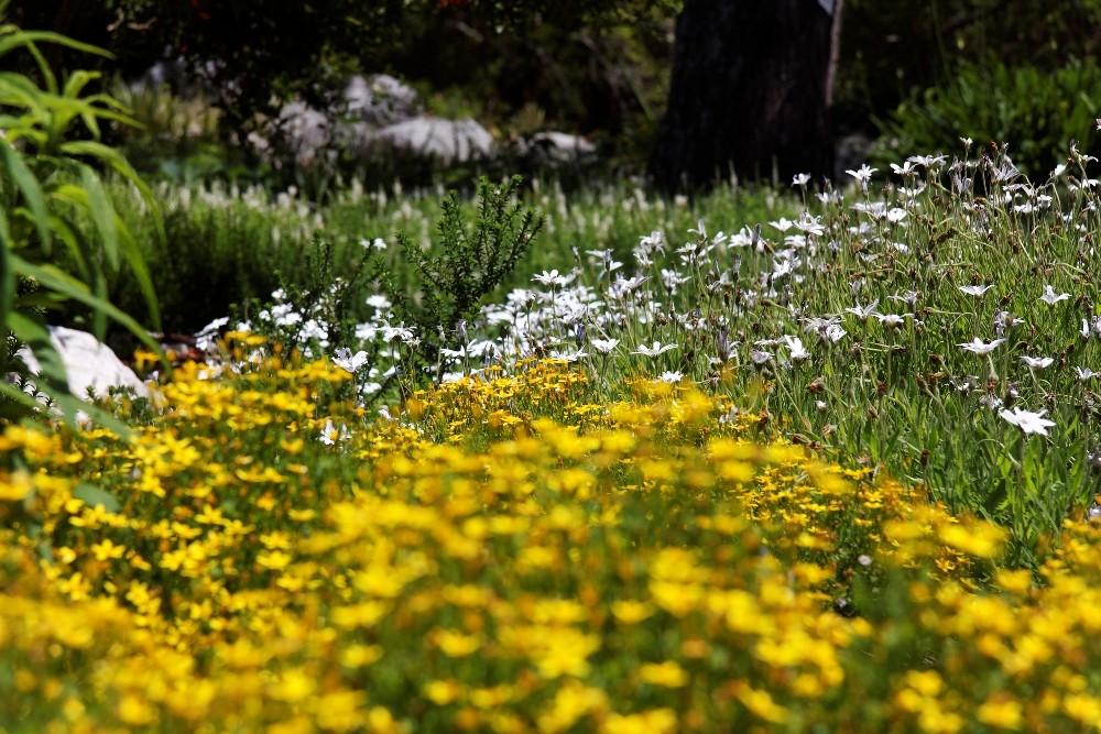 Kirstenbosch National Botanical Gardens 15