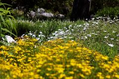 Kirstenbosch National Botanical Gardens 15