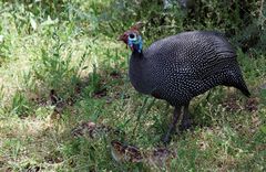 Kirstenbosch National Botanical Gardens 16