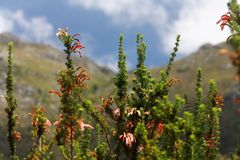 Kirstenbosch National Botanical Gardens 18