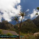 Kirstenbosch National Botanical Gardens 2