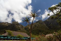 Kirstenbosch National Botanical Gardens 2