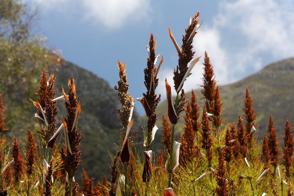 Kirstenbosch National Botanical Gardens 20