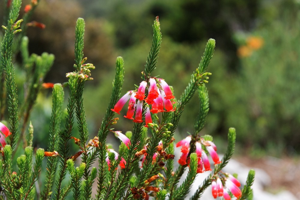 Kirstenbosch National Botanical Gardens 21