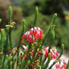 Kirstenbosch National Botanical Gardens 21