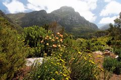 Kirstenbosch National Botanical Gardens 22