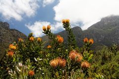 Kirstenbosch National Botanical Gardens 24