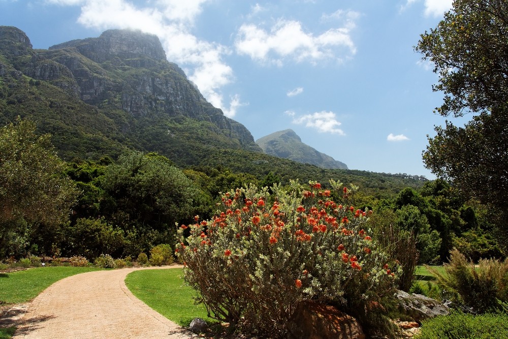 Kirstenbosch National Botanical Gardens 30