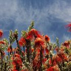 Kirstenbosch National Botanical Gardens 31