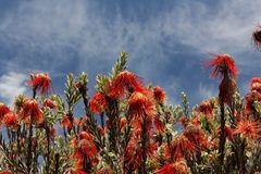 Kirstenbosch National Botanical Gardens 31