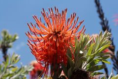 Kirstenbosch National Botanical Gardens 32