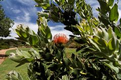 Kirstenbosch National Botanical Gardens 34