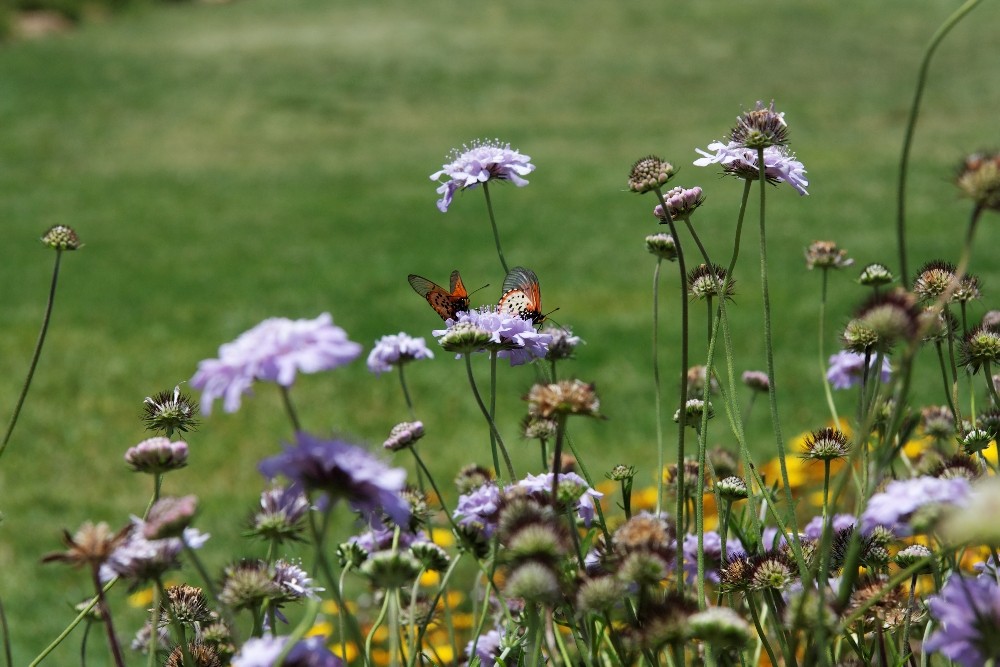 Kirstenbosch National Botanical Gardens 39