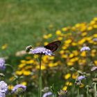 Kirstenbosch National Botanical Gardens 40