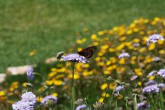 Kirstenbosch National Botanical Gardens 40