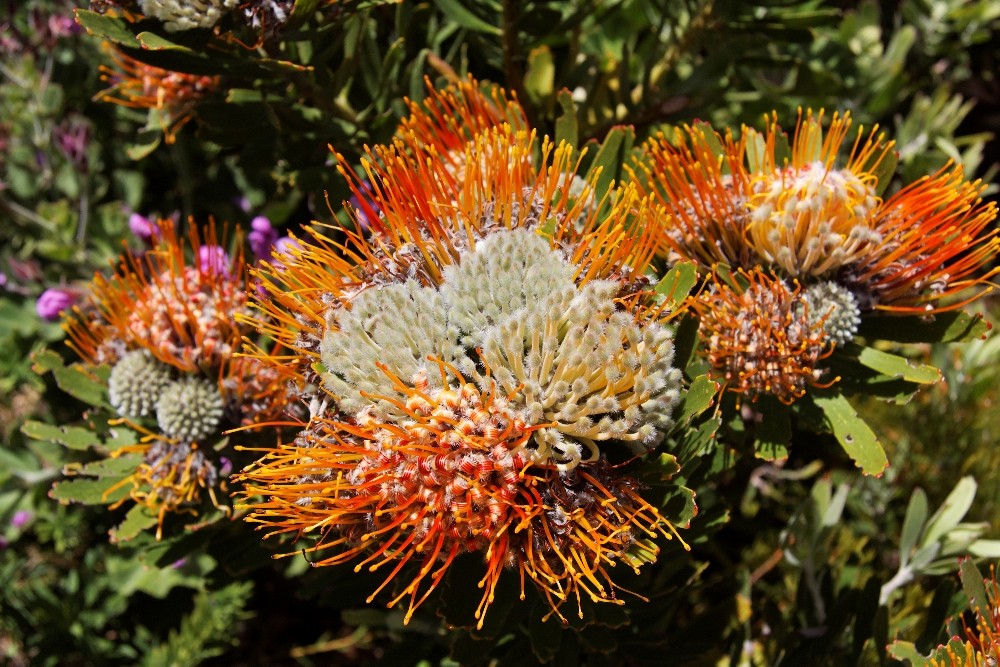 Kirstenbosch National Botanical Gardens 42