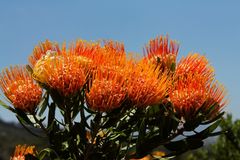 Kirstenbosch National Botanical Gardens 43