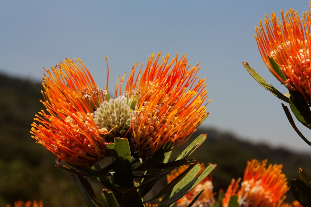 Kirstenbosch National Botanical Gardens 44