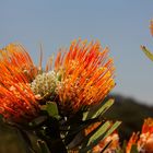 Kirstenbosch National Botanical Gardens 44