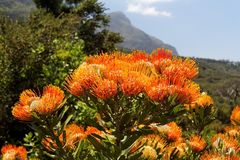 Kirstenbosch National Botanical Gardens 45