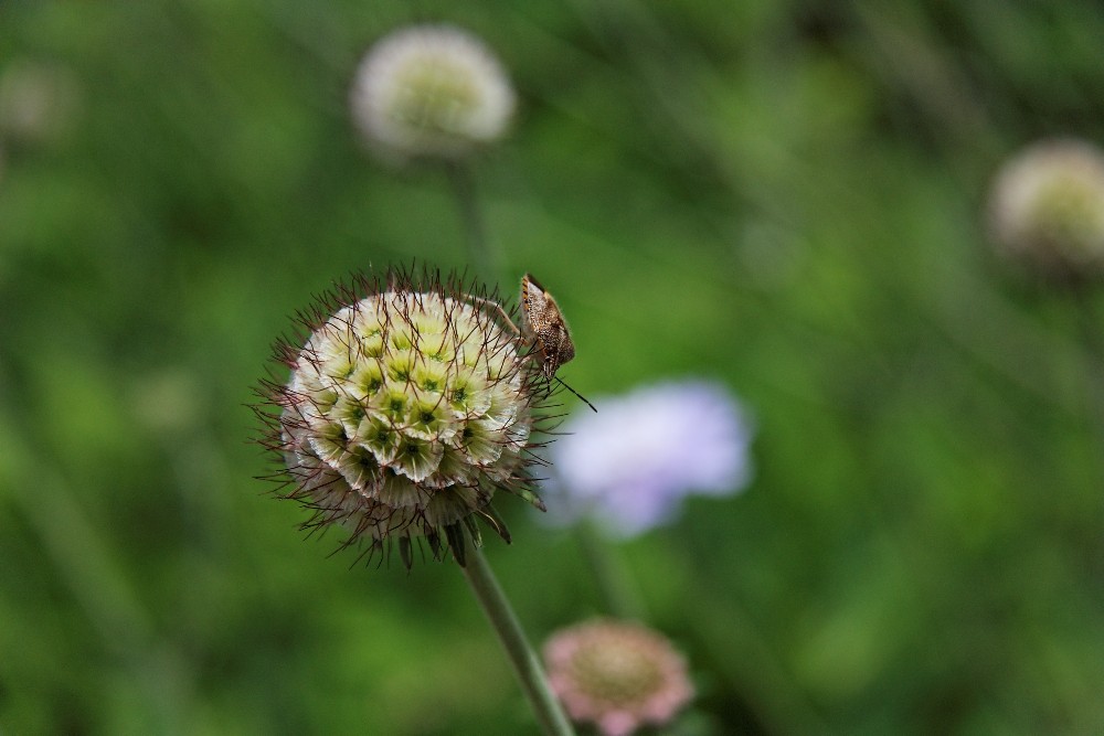 Kirstenbosch National Botanical Gardens 49