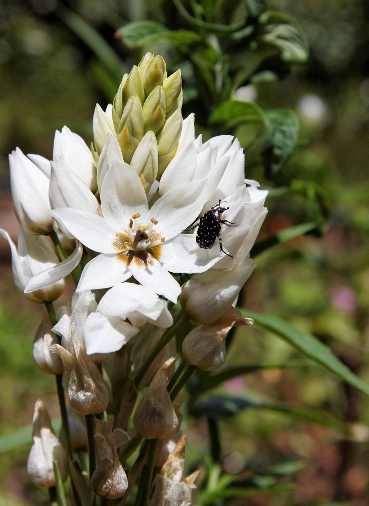 Kirstenbosch National Botanical Gardens 5