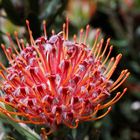 Kirstenbosch National Botanical Gardens 50