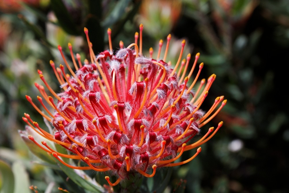 Kirstenbosch National Botanical Gardens 50