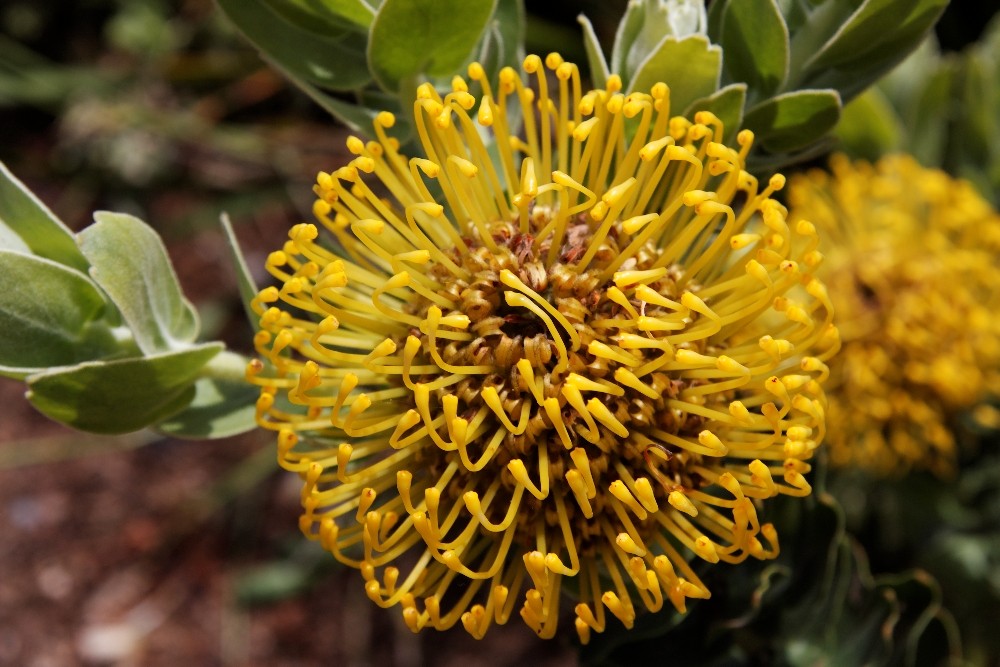 Kirstenbosch National Botanical Gardens 51