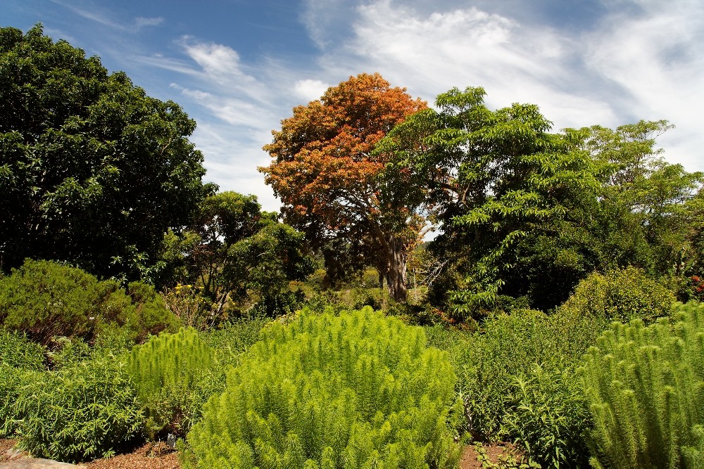 Kirstenbosch National Botanical Gardens 59