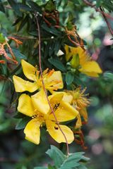 Kirstenbosch National Botanical Gardens 6