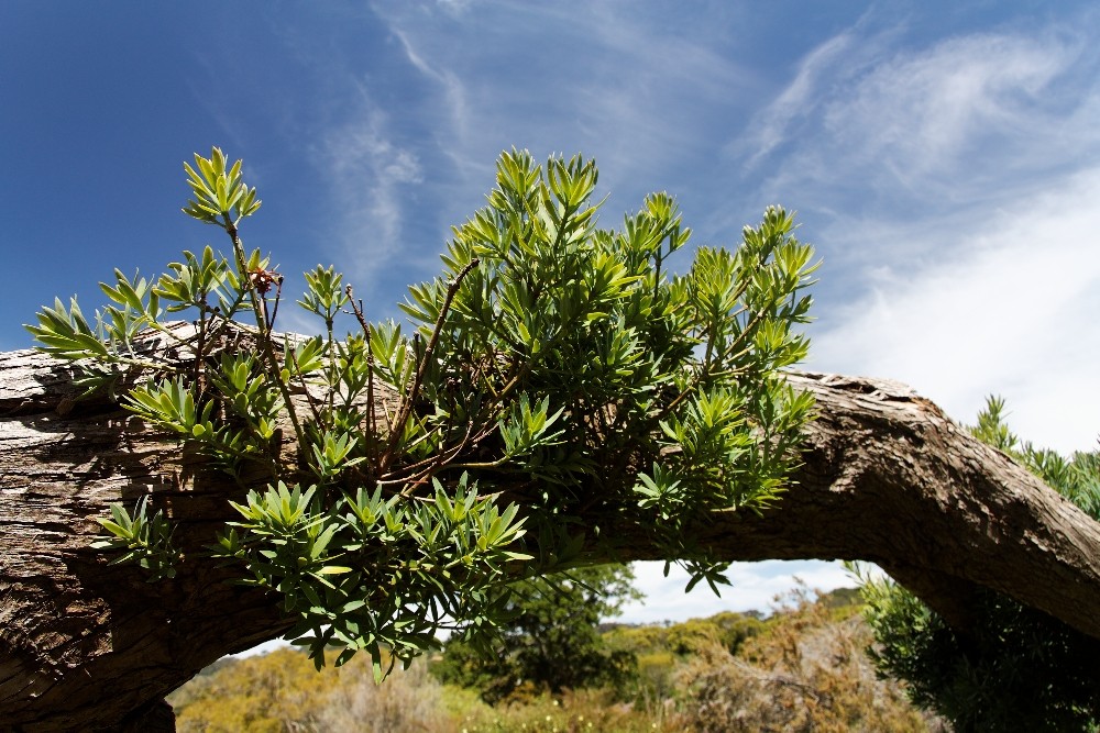 Kirstenbosch National Botanical Gardens 60