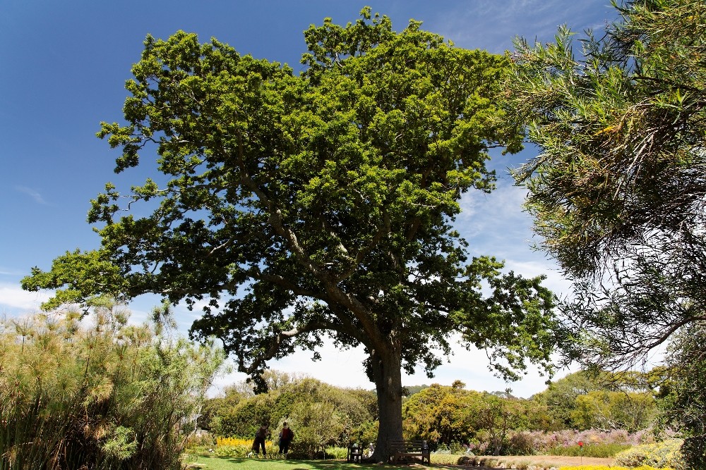 Kirstenbosch National Botanical Gardens 61