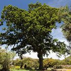 Kirstenbosch National Botanical Gardens 61