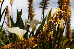 Kirstenbosch National Botanical Gardens 64