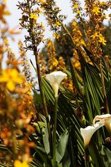 Kirstenbosch National Botanical Gardens 65