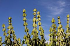 Kirstenbosch National Botanical Gardens 68