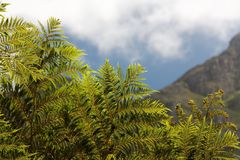 Kirstenbosch National Botanical Gardens 7