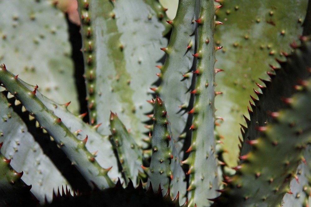 Kirstenbosch National Botanical Gardens 70