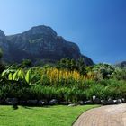 Kirstenbosch National Botanical Gardens 79