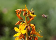 Kirstenbosch National Botanical Gardens 9