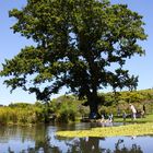 Kirstenbosch Tree